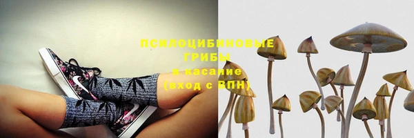 крисы Абаза